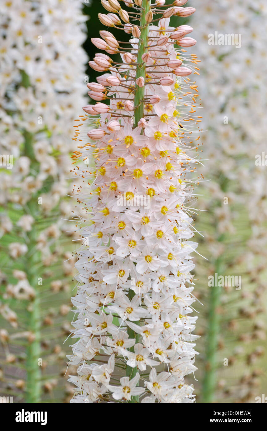 Foxtail lily (Eremurus) Stock Photo
