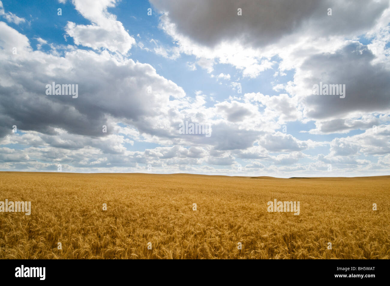 Wheatfield And Dramatic Sky Stock Photo - Alamy