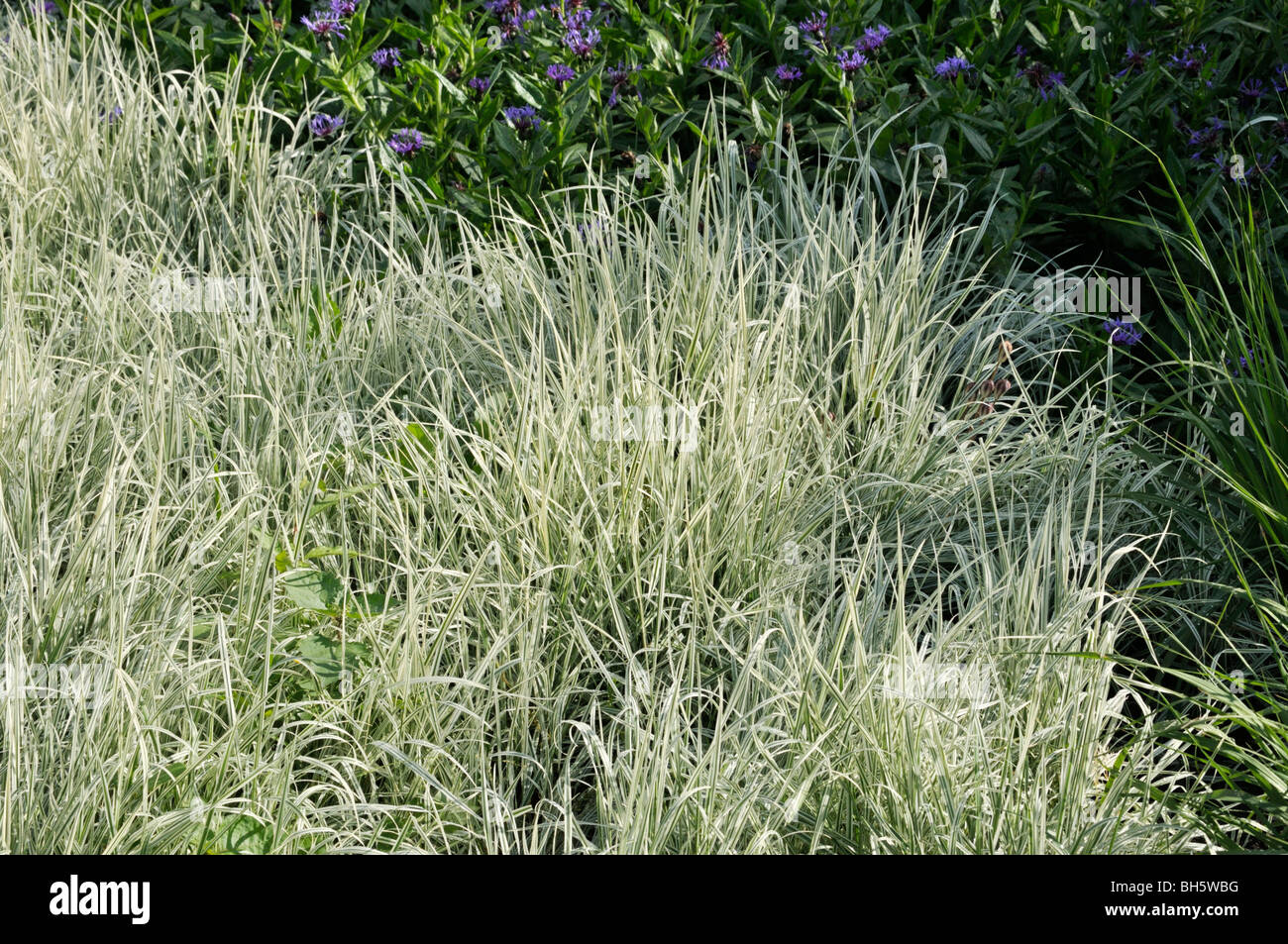 False oat grass (Arrhenatherum elatius) Stock Photo
