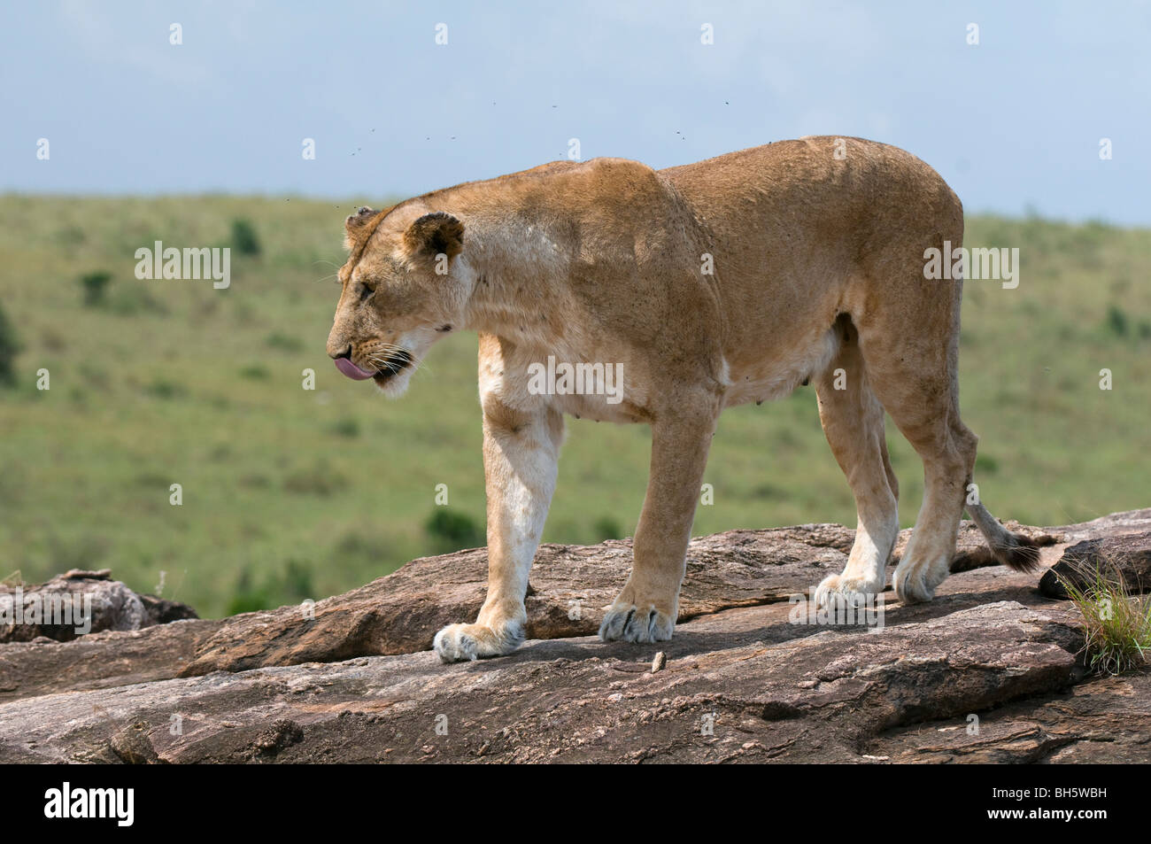 Lioness (Panthera leo), Masai Mara National Reserve, Kenya Stock Photo ...