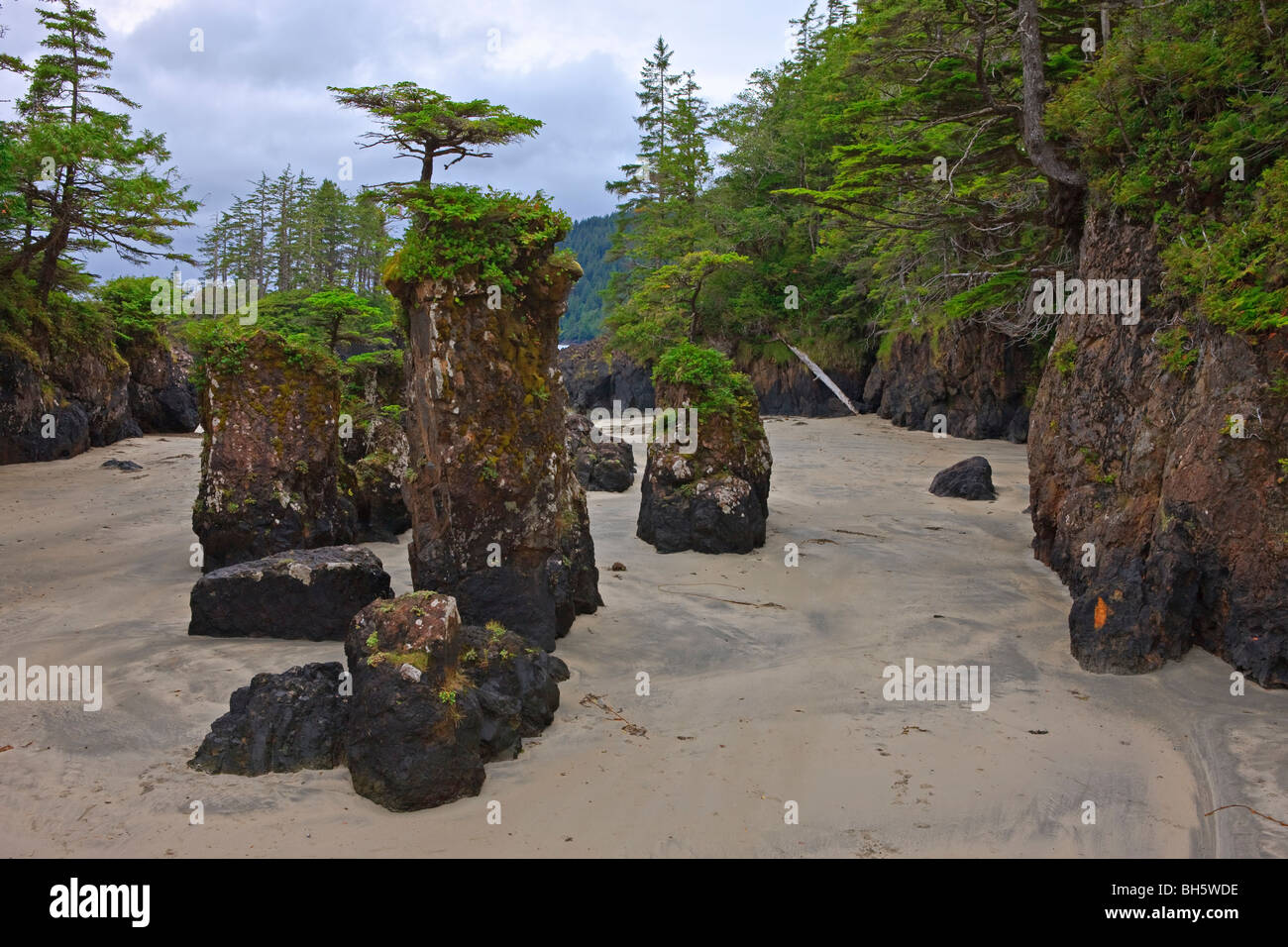 Tree topped sea stacks along the rocky shores of San Josef Bay in Cape Scott Provincial Park, West Coast, Northern Vancouver Isl Stock Photo