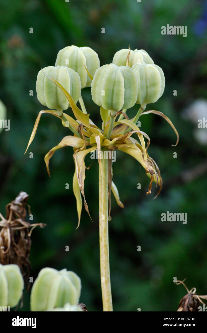 Crown imperial (Fritillaria imperialis 'Rubra Maxima') Stock Photo