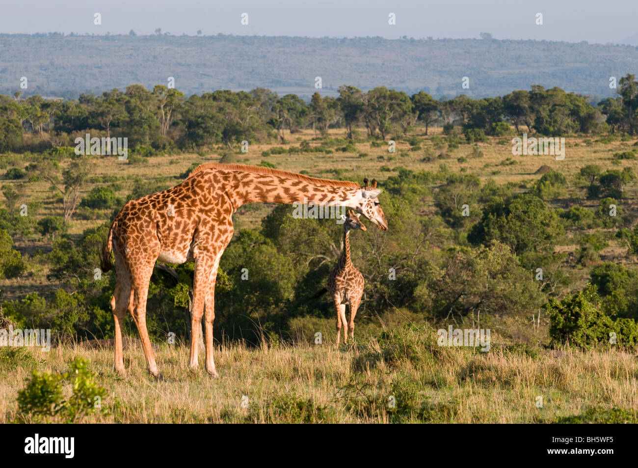 Masai Giraffe (Giraffa camelopardalis), Masai Mara National Reserve, Kenya. Stock Photo