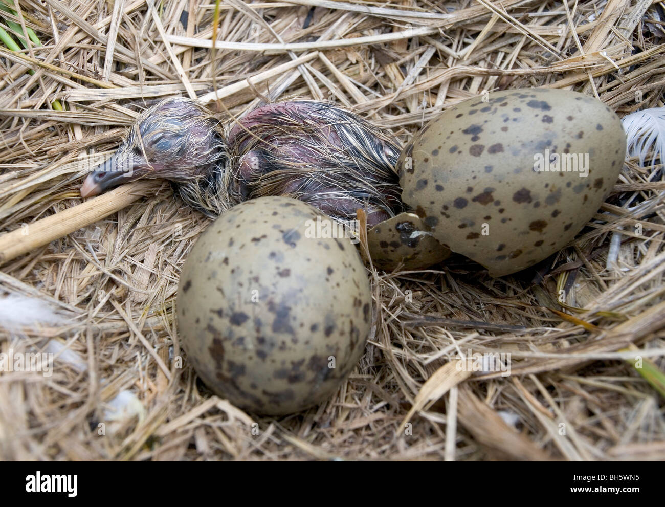 Newly hatched Herring Gull chick Stock Photo