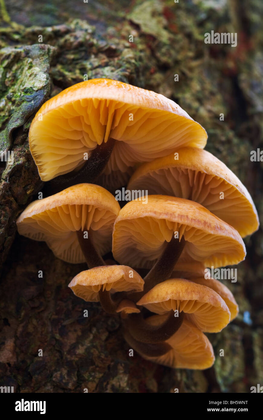 Picture of Fungi on tree Stock Photo