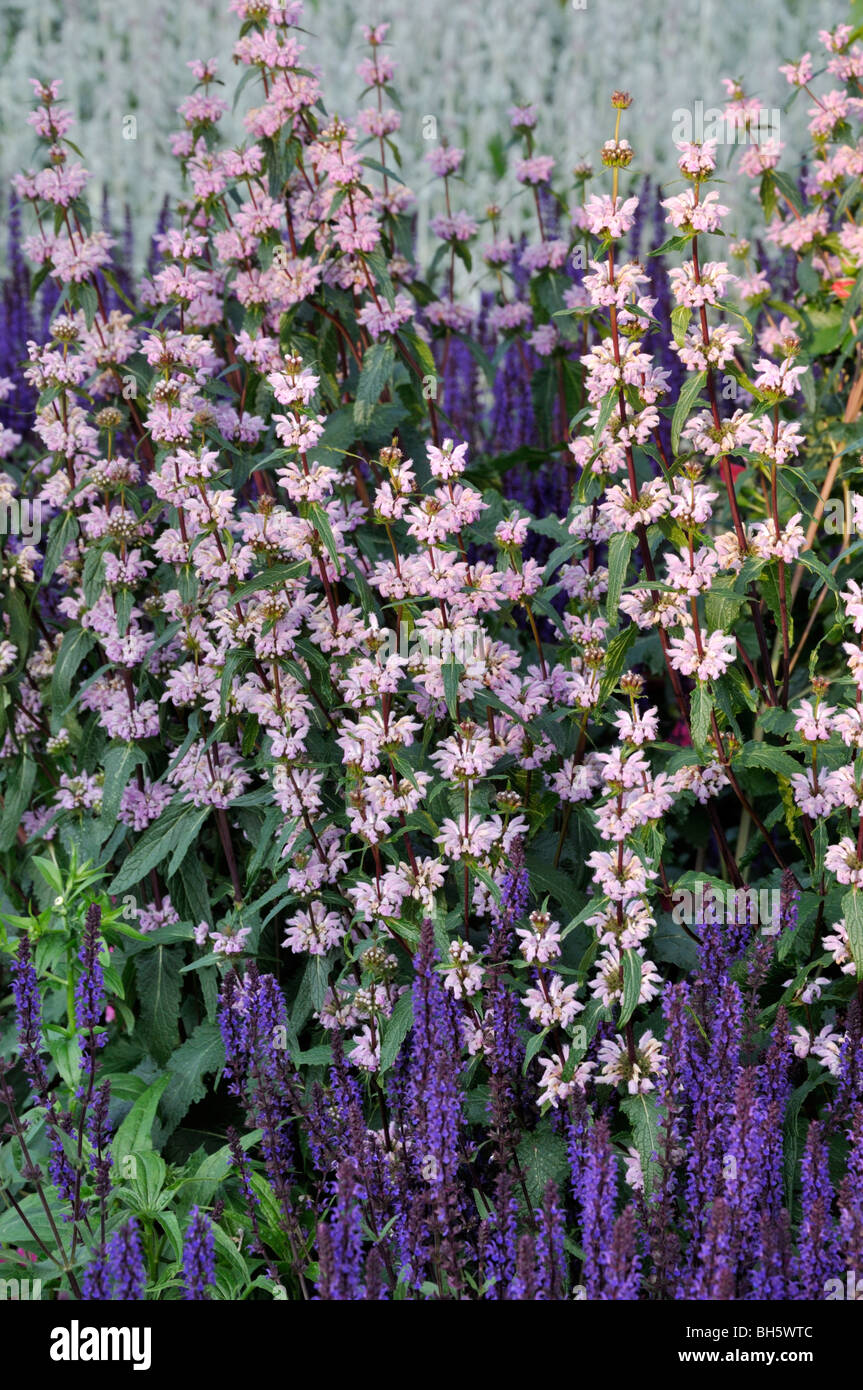 Jerusalem sage (Phlomis tuberosa) and woodland sage (Salvia nemorosa) Stock Photo