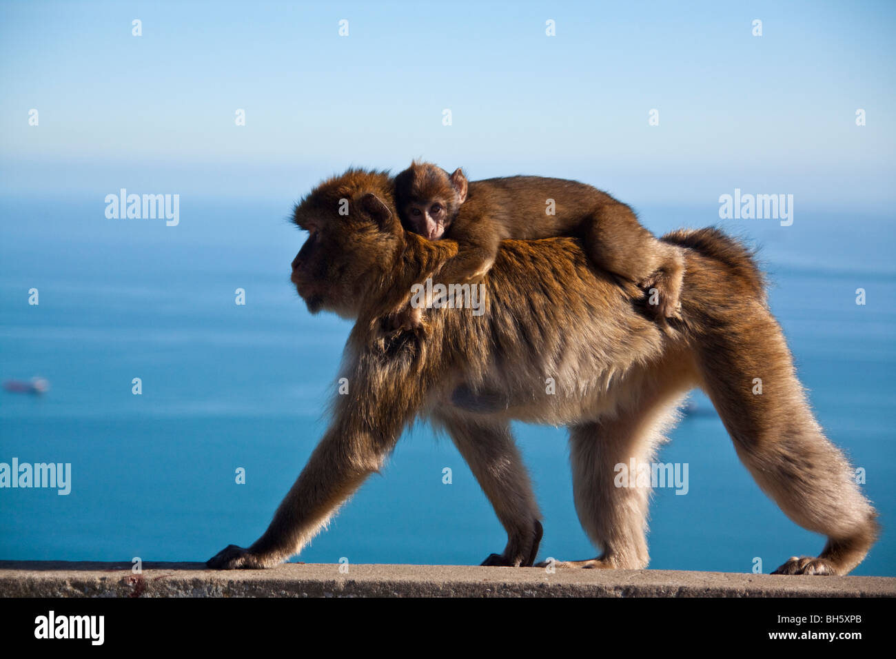 Monkeys in Gibraltar, UK Stock Photo