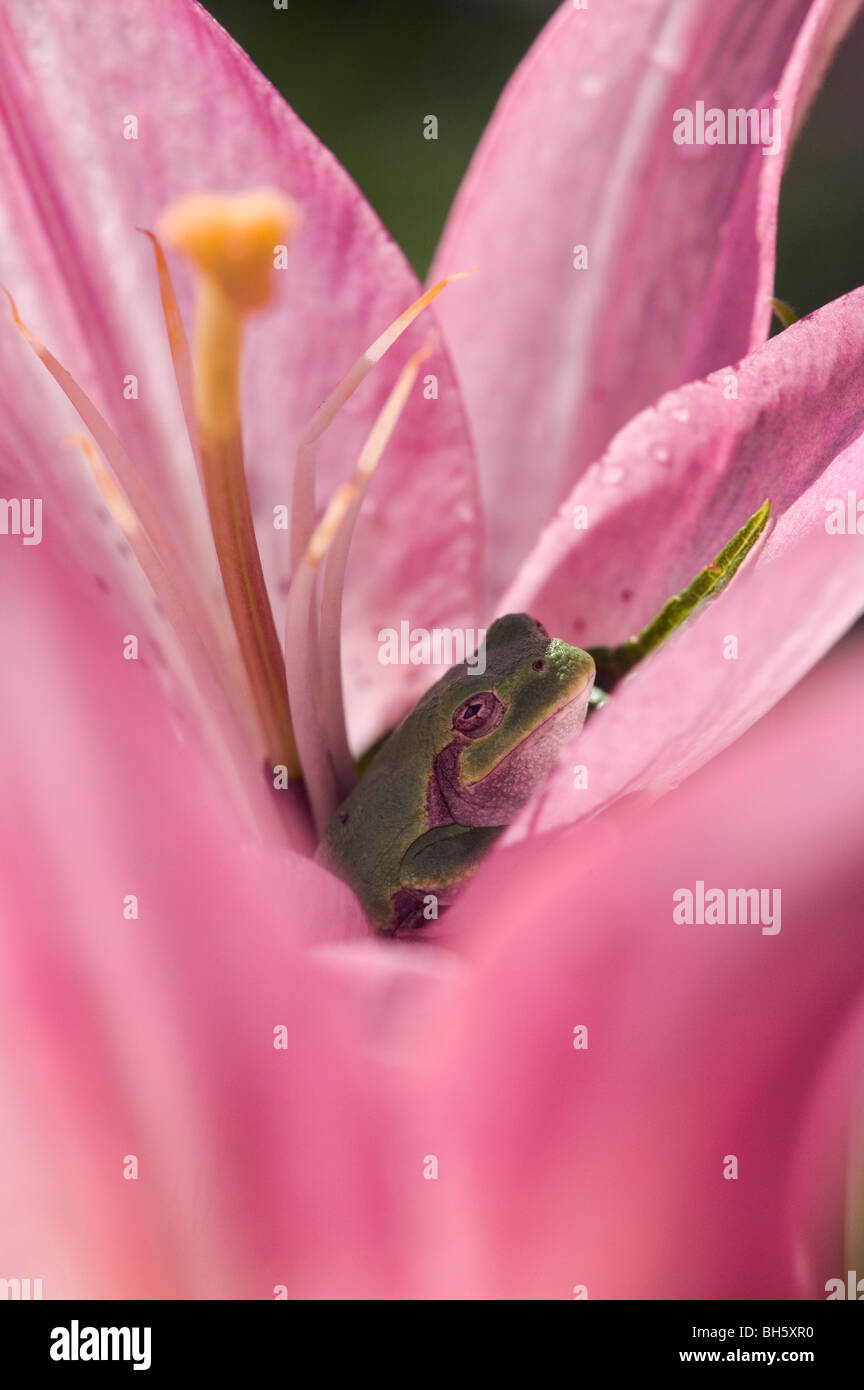 A tree frog hides in a lily flower Stock Photo Alamy