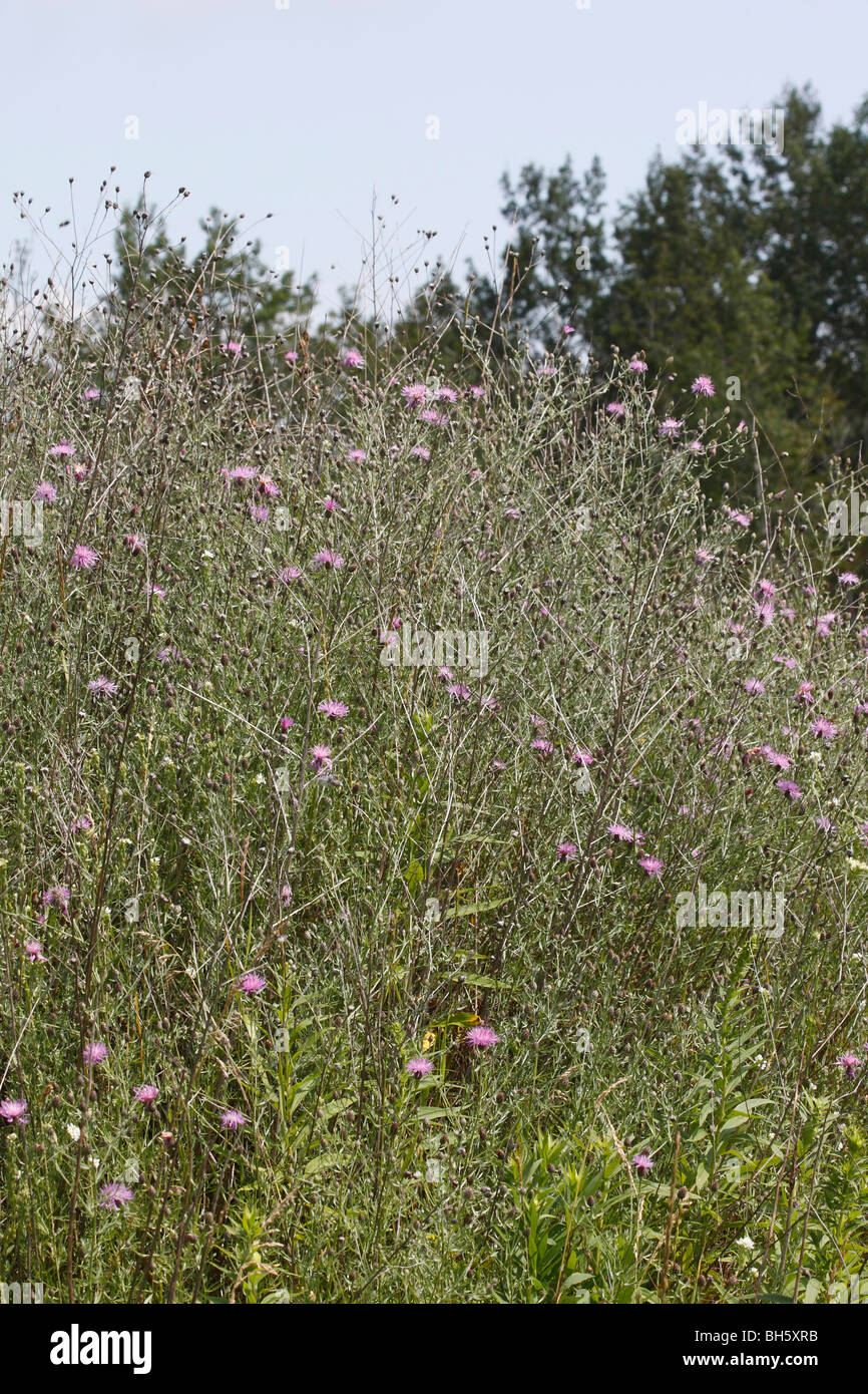 Meadow wild flowers Knapweed n Michigan USA nobody none low angle from below landscape outside horizon vertical hi-res Stock Photo