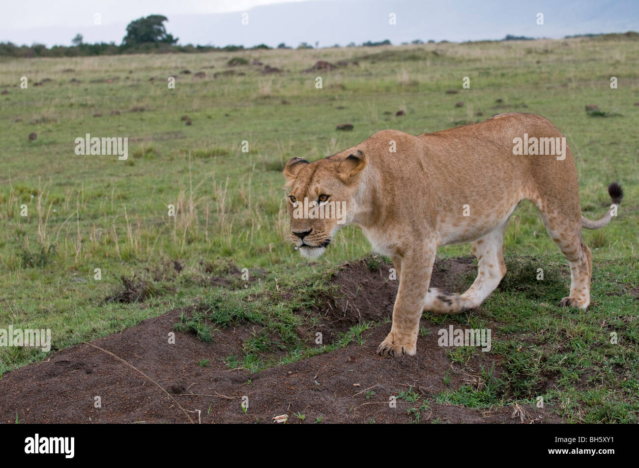 Lioness (Panthera leo), Masai Mara National Reserve, Kenya Stock Photo ...