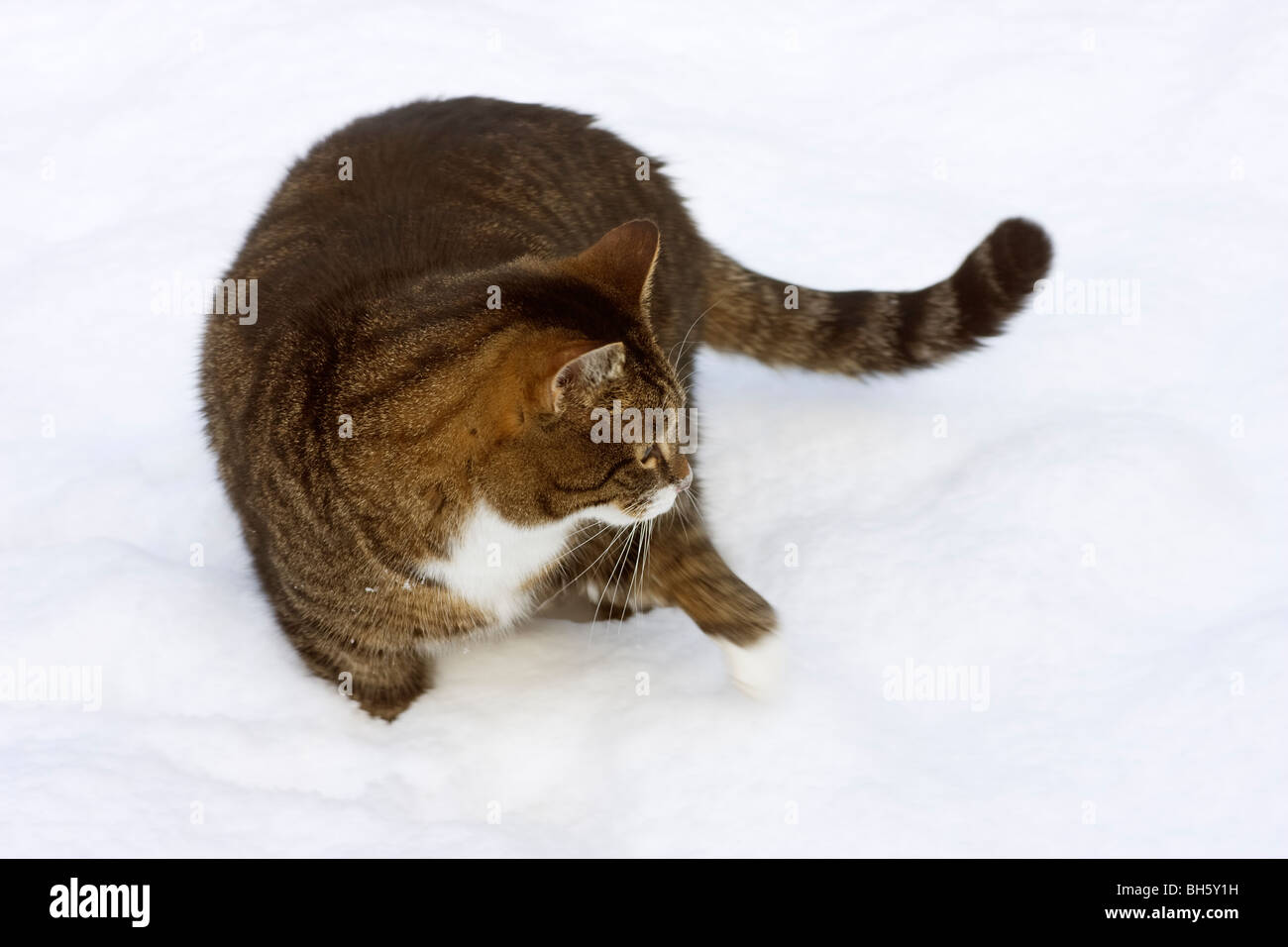 Tabby cat playing in the snow Stock Photo Alamy