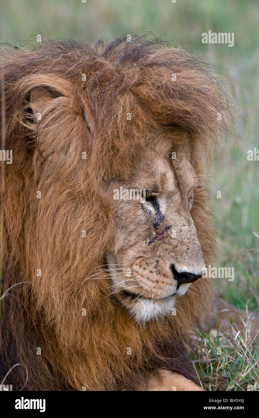 Lion (Panthera leo), Masai Mara National Reserve, Kenya Stock Photo - Alamy