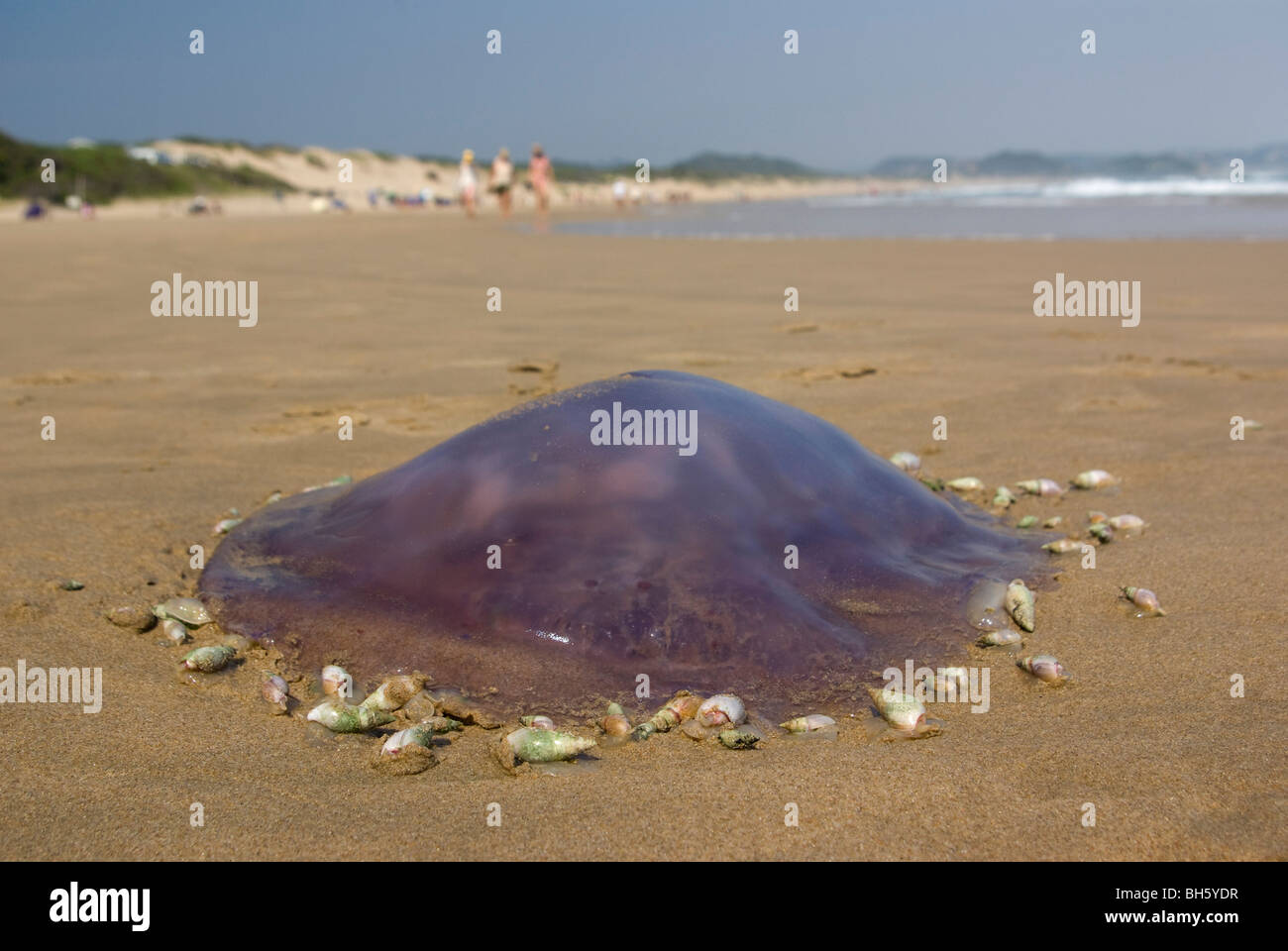 Plough snails scavenge on a beached jellyfish on a Wilderness beach