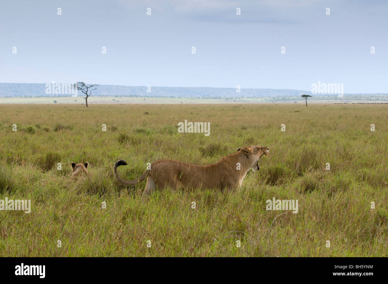 Lioness (Panthera leo), Masai Mara National Reserve, Kenya Stock Photo ...