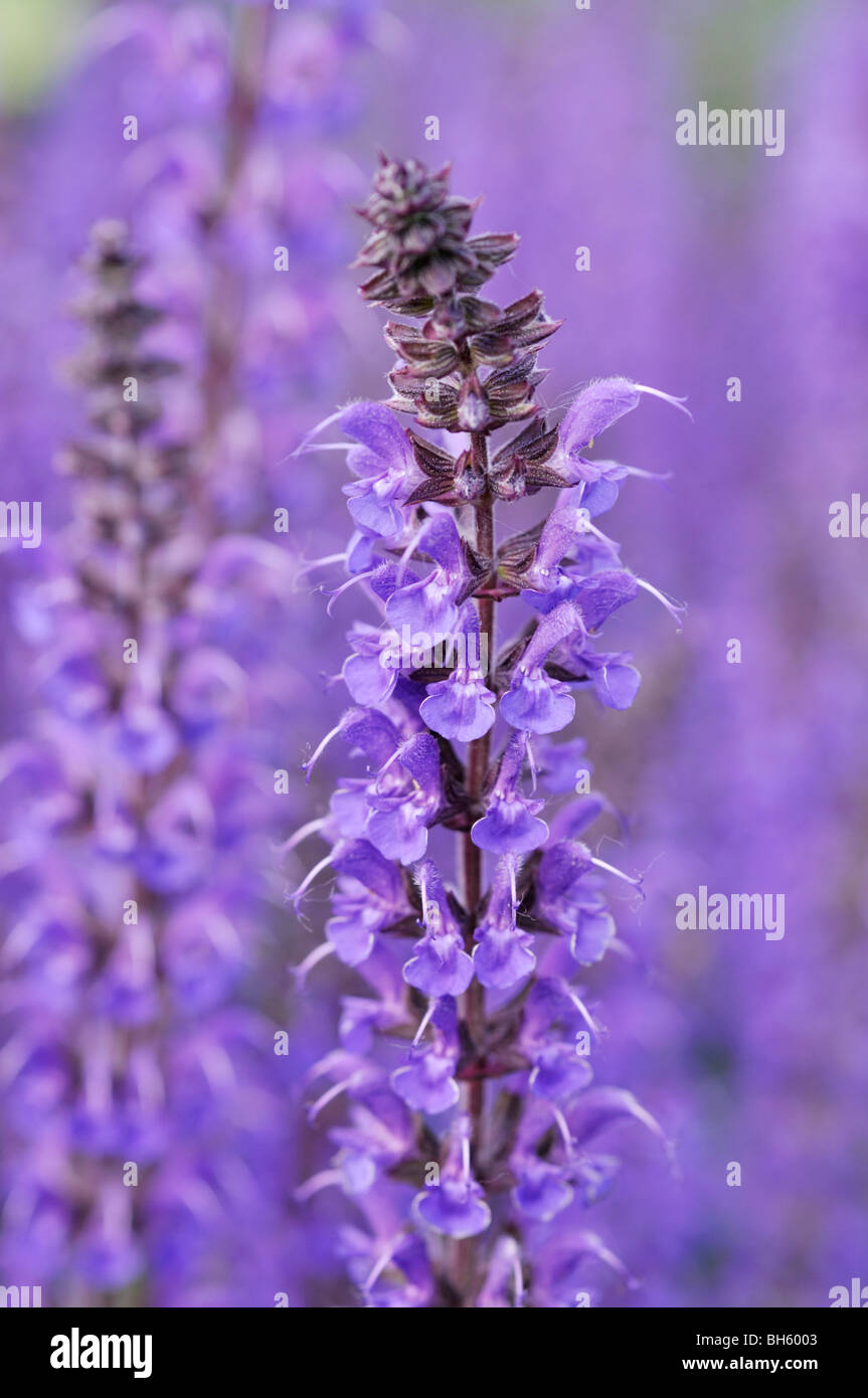 Salvia mainacht hi-res stock photography and images - Alamy