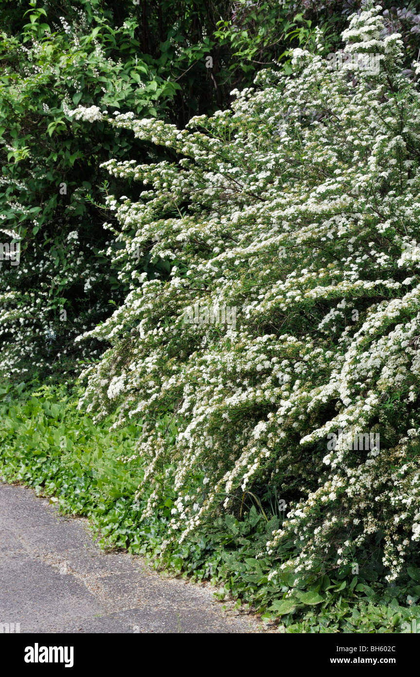 Japanese spiraea (Spiraea japonica 'Flächenfüller') Stock Photo