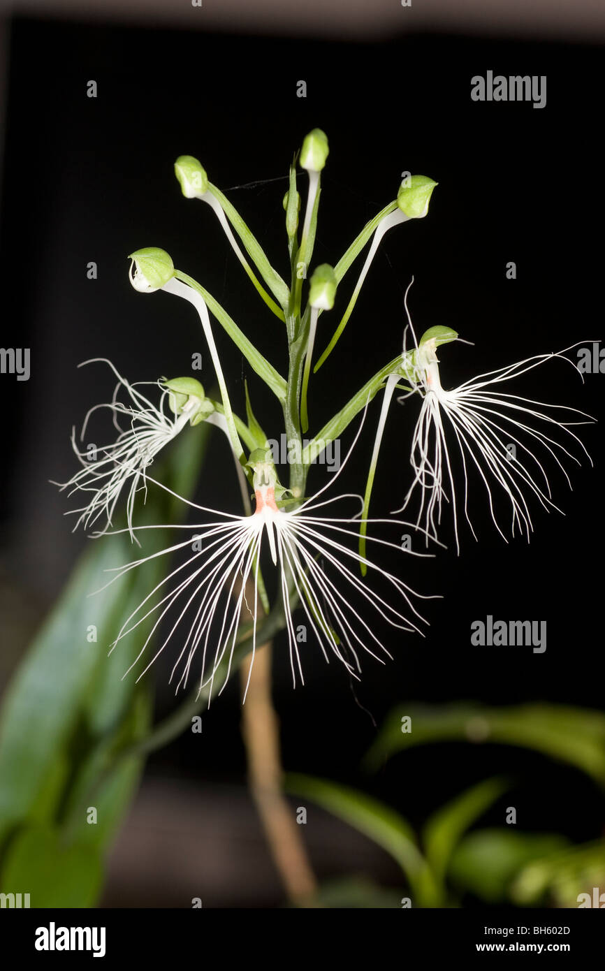 Habenaria medusa syn. Habenaria myriotricha flowers and buds endemic  to Java, Sumatra, Sulawesi  and Borneo. Stock Photo