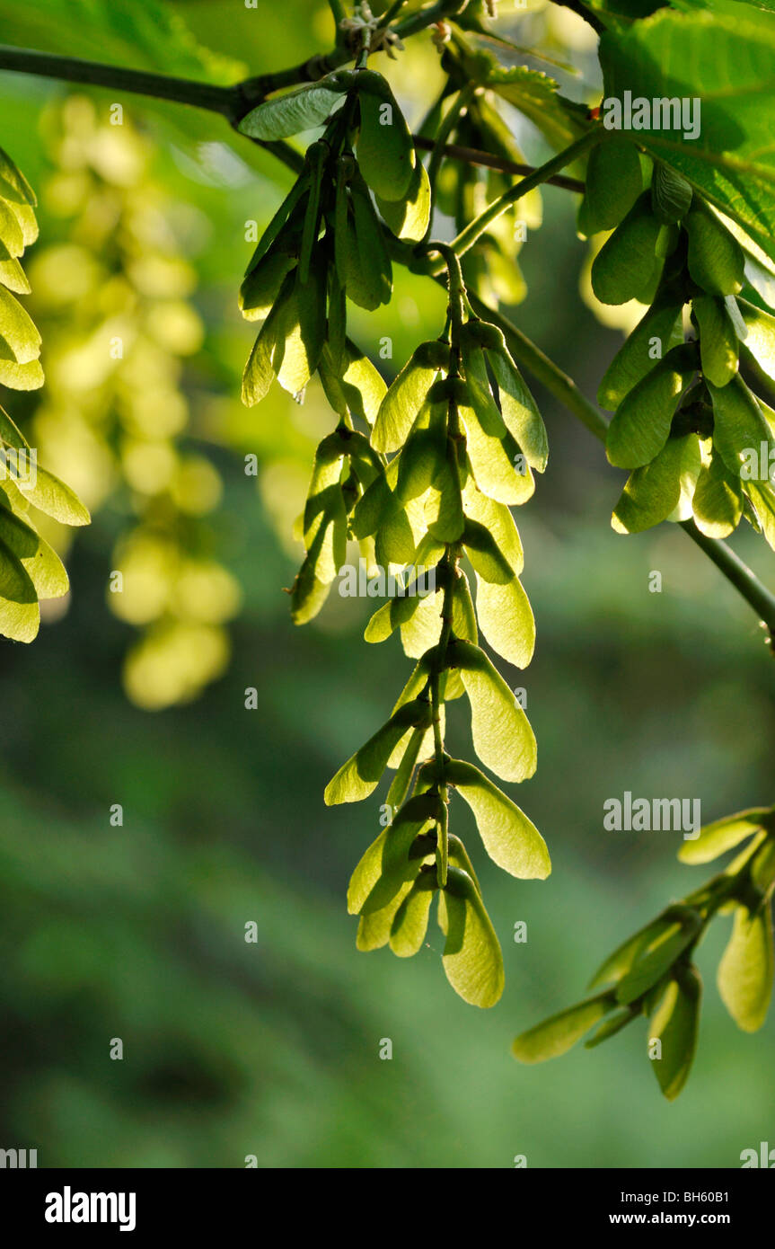 Redvein maple (Acer rufinerve) Stock Photo