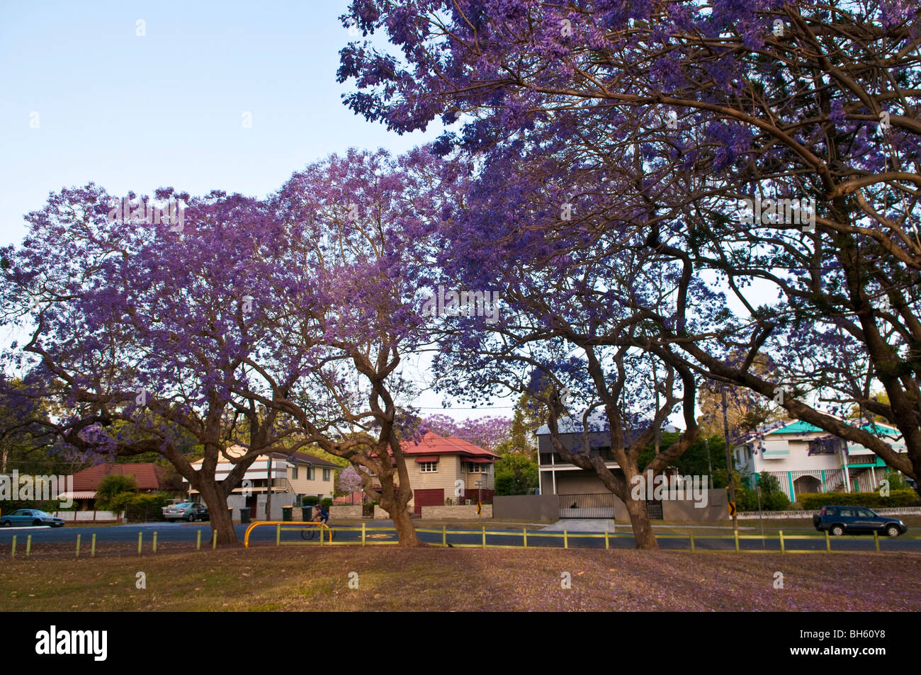 Jacaranda trees in Princess St. Park, Fairfield, Brisbane, Queensland, Australia Stock Photo