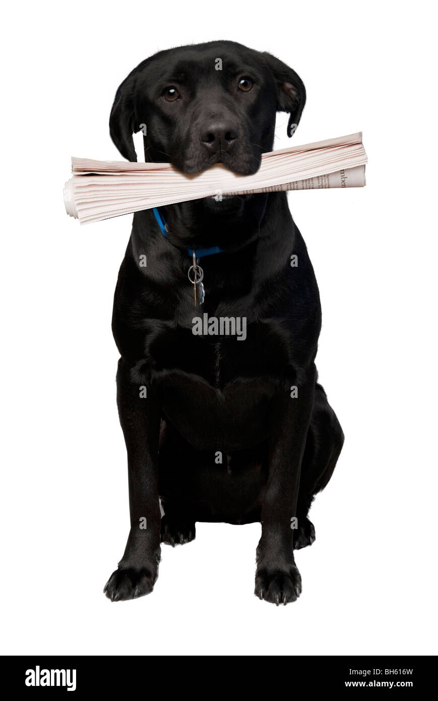 Black Labrador Retriever bringing the newspaper Stock Photo