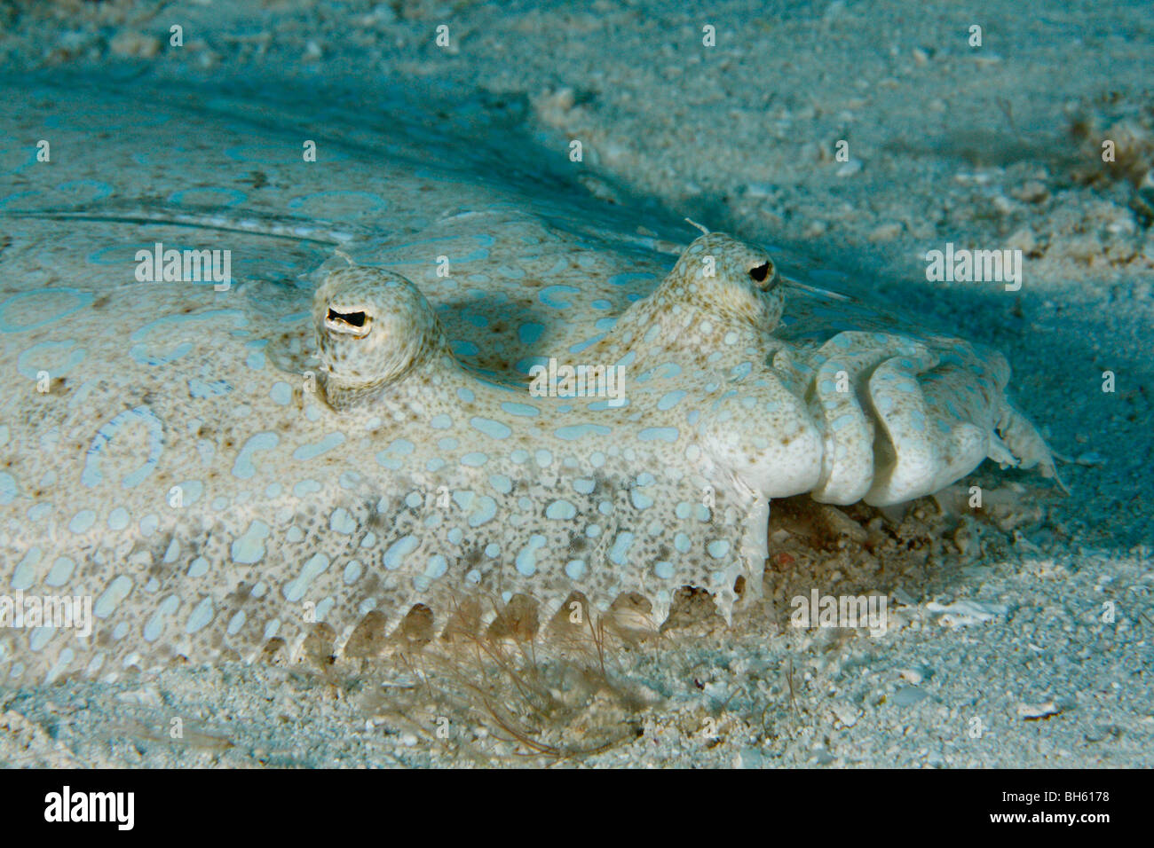 Eyed flounder emerging from the sand Stock Photo Alamy