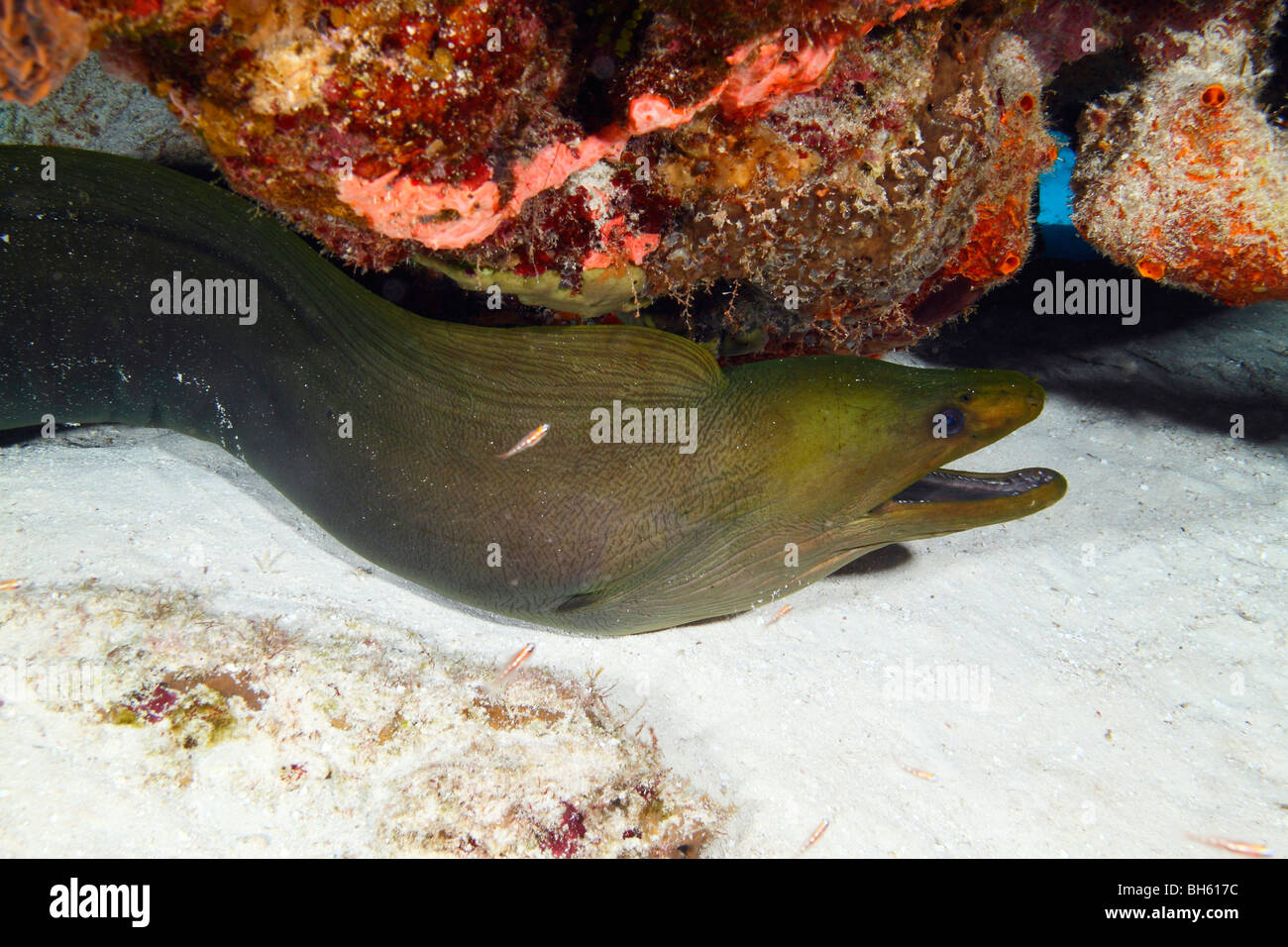 Green moray eel swimming between brightly colored corals on a sandy ocean bottom Stock Photo Alamy
