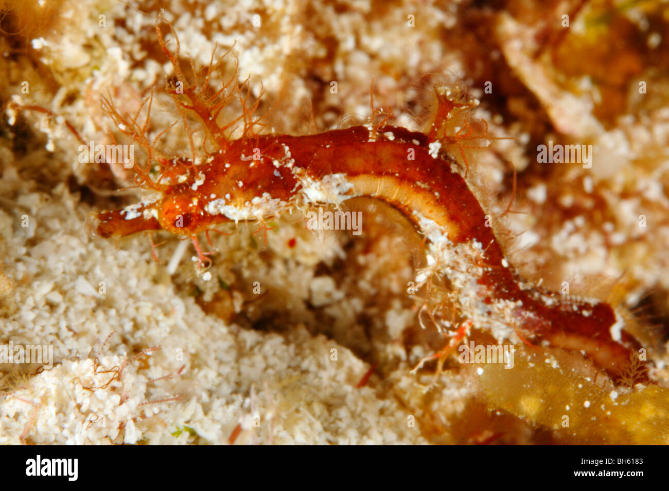 Close-up face view of a tiny pipe seahorse covered with hairy appendages Stock Photo