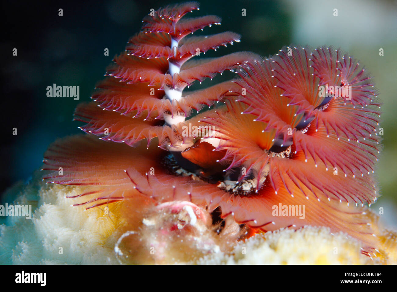 Red christmas tree worm attached to a surface of brain coral polyps, showing dual spiral structure with feather-like appendages Stock Photo