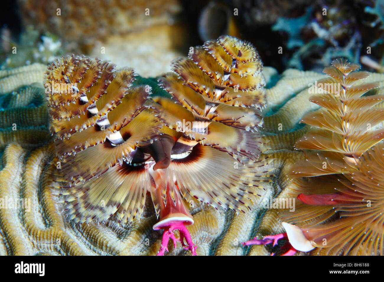 Christmas tree worm attached to a surface of brain coral polyps, showing dual spiral structure with feather-like appendages Stock Photo