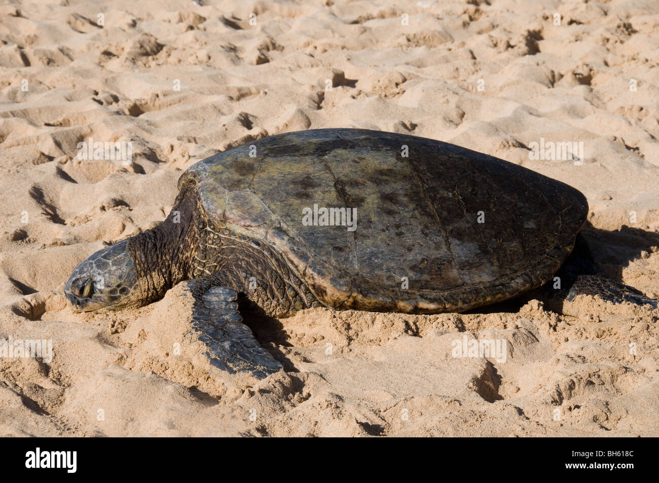 Loggerhead turtle on beach resting, Poi Pu, Hawaii   Kauai Stock Photo