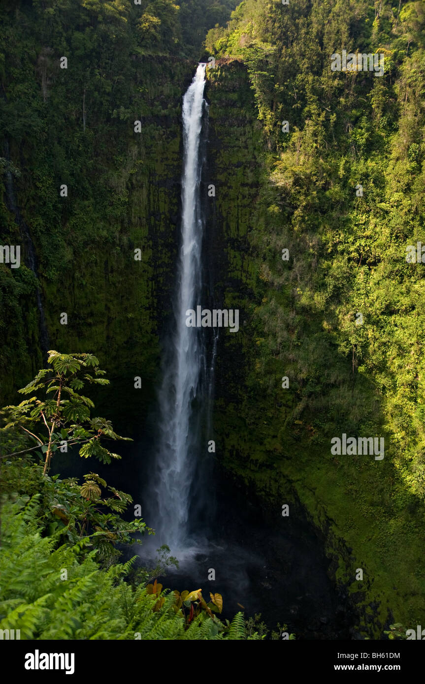 Akaka Falls state park Big Island Hawaii Stock Photo
