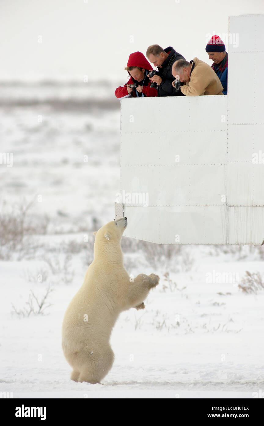 Polar bear tourists in a Tundra Buggy along the coast of Hudson Bay, Churchill, Manitoba Stock Photo