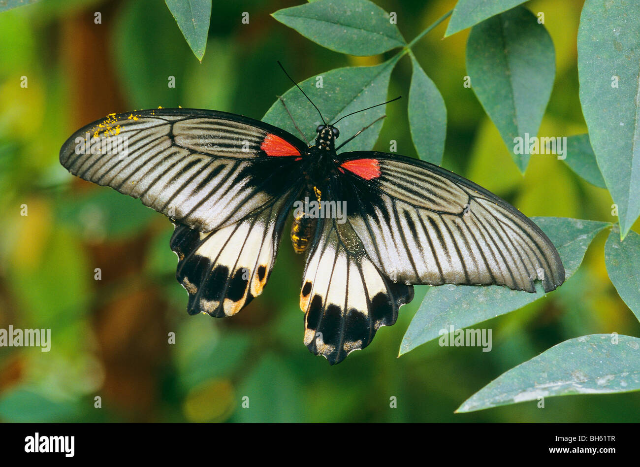 Scarlet Mormon at leaves / Papilio rumanzovia Stock Photo