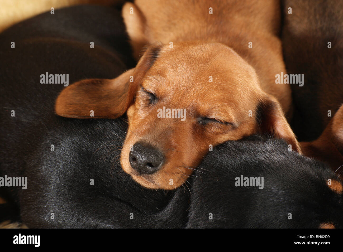 Miniature Dachshund Puppies Stock Photos & Miniature Miniature Dachshund Puppies Stock Photos & Miniature