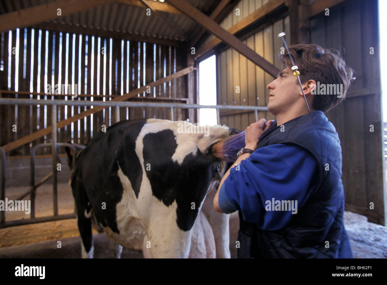 INSEMINATOR INSEMINATING A HOLSTEIN COW, ORNE (61), FRANCE Stock Photo