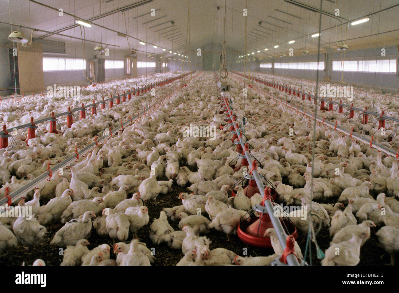 INTENSIVE FARMING OF BATTERY CHICKENS (CALLED 'FOURQUARTERS' DESTINED
