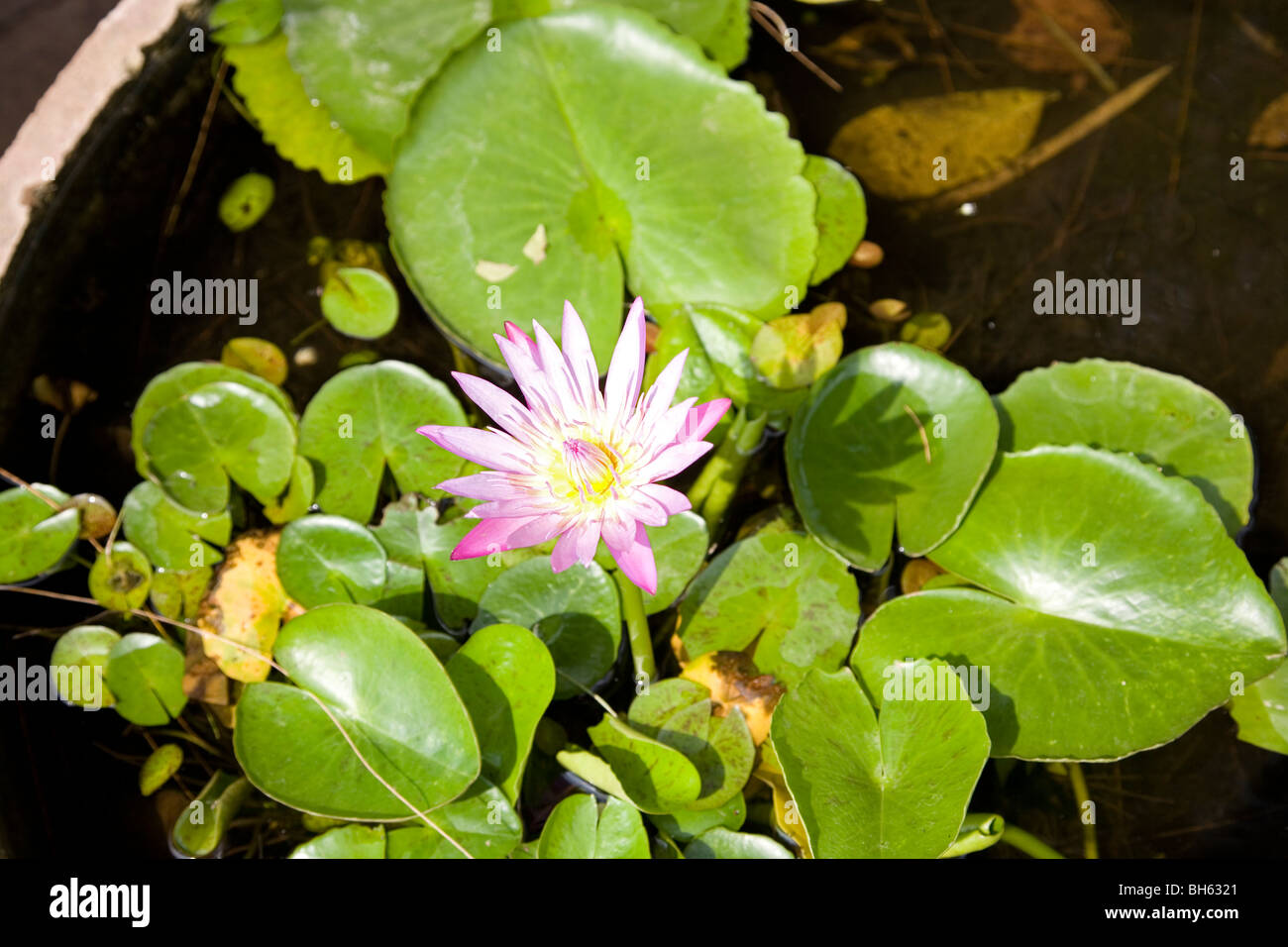 Water lily pond Stock Photo - Alamy