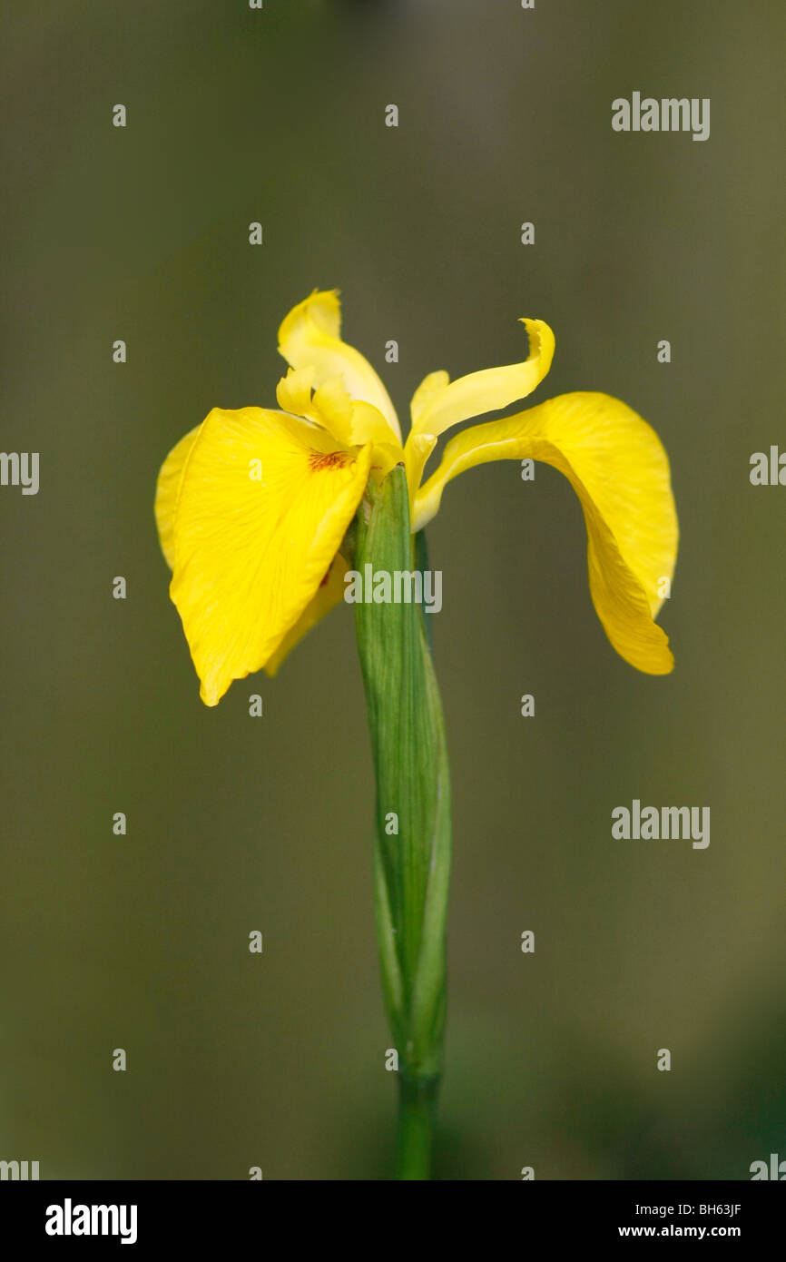 Yellow Flag Iris ( Iris pseudacorus) in a pond in England. Stock Photo