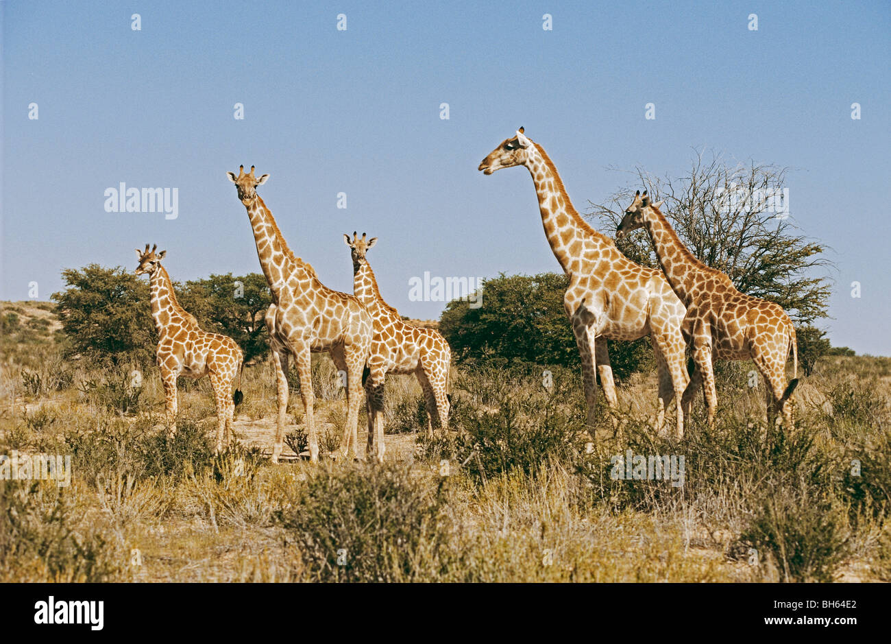 five giraffes standing / Giraffa camelopardalis Stock Photo Alamy