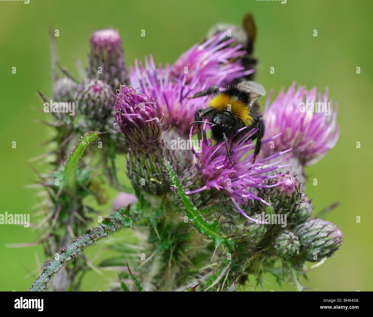 Vestal Cuckoo Bee on Thistle - Bombus Psithyrus vestalis Stock Photo