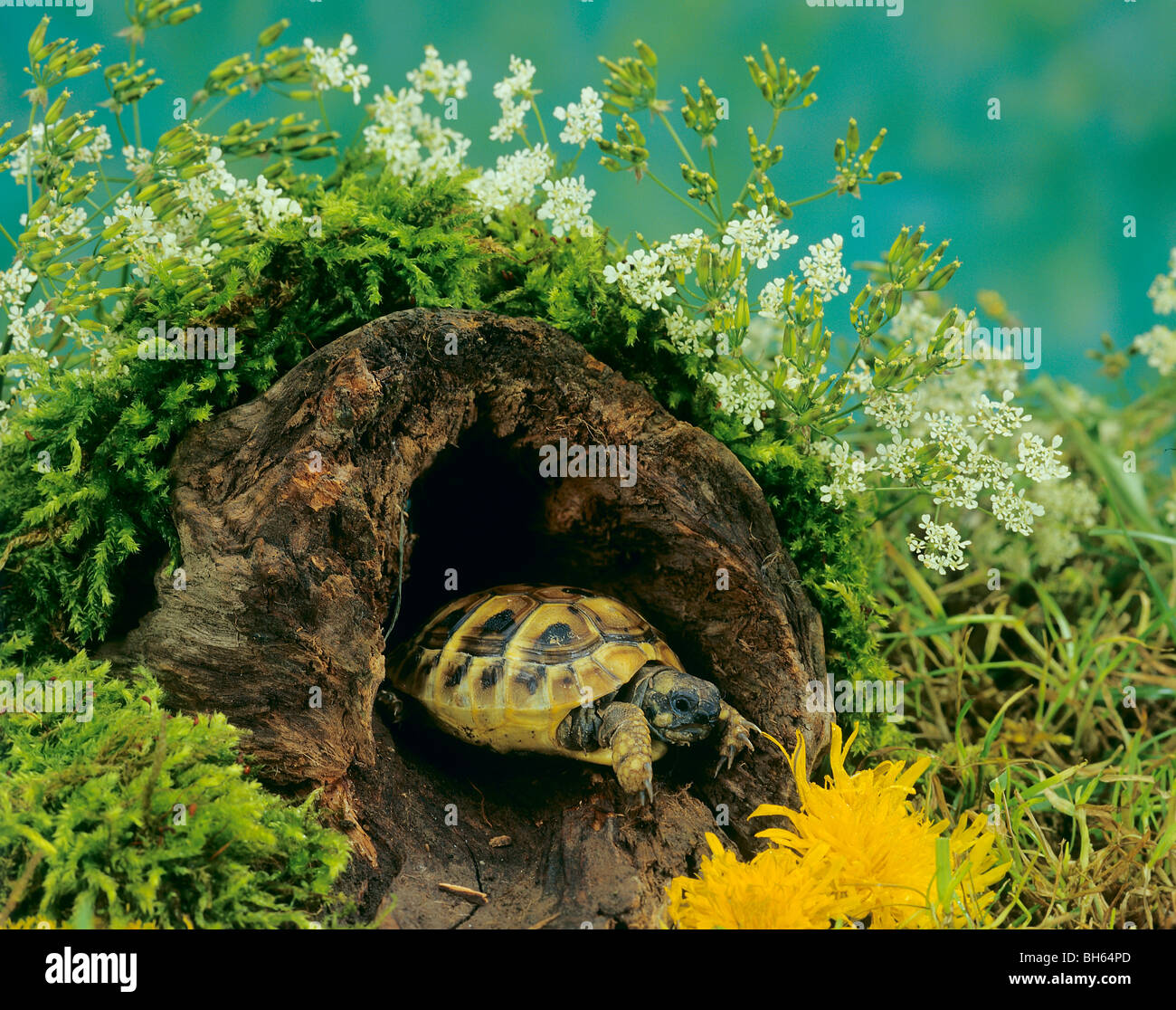 hermanns-tortoise-in-hiding-place-testudo-hermanni-BH64PD.jpg