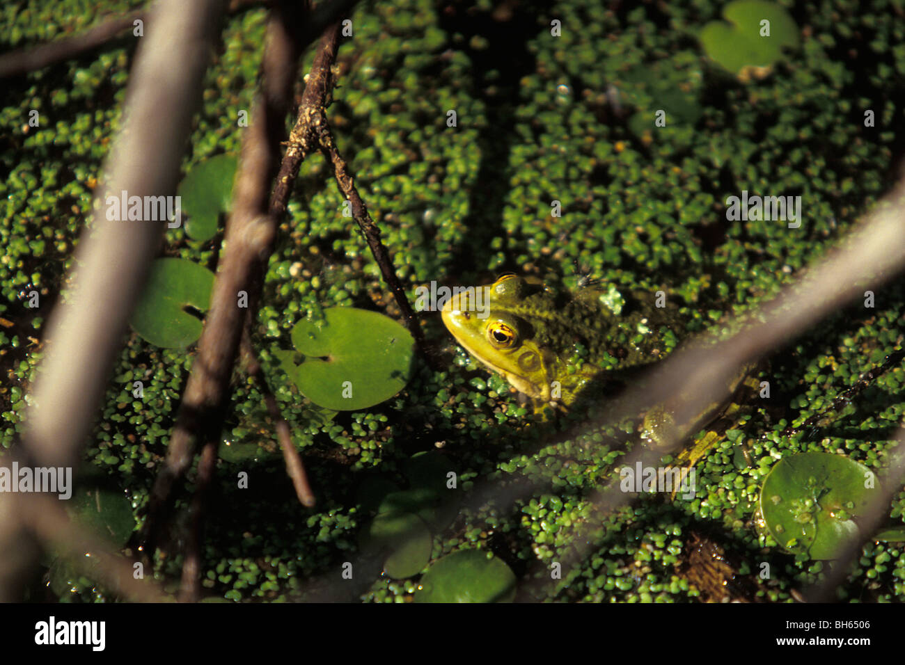 GREEN FROGS IN WATER Stock Photo Alamy