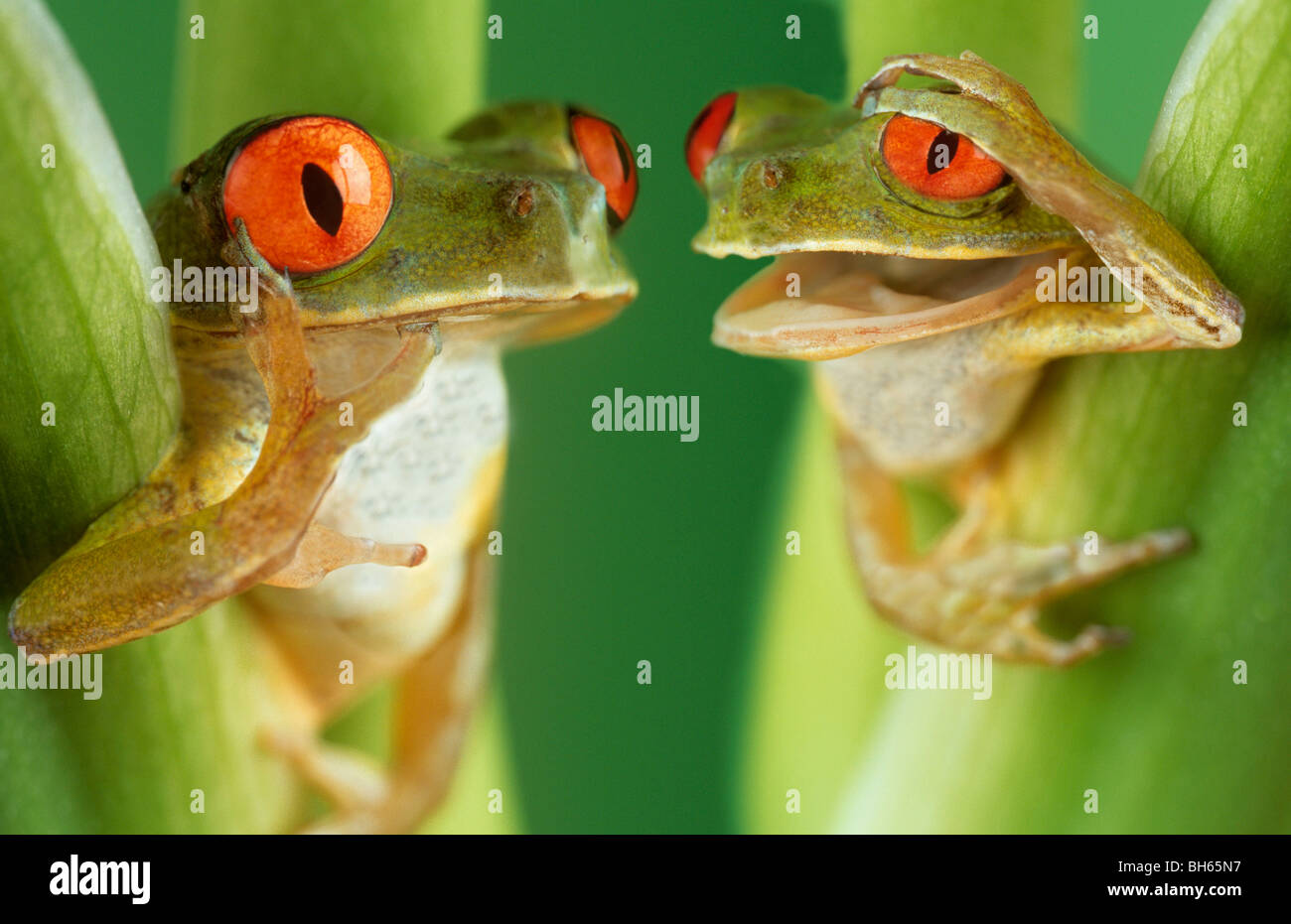 Two tree frogs looking animated Stock Photo