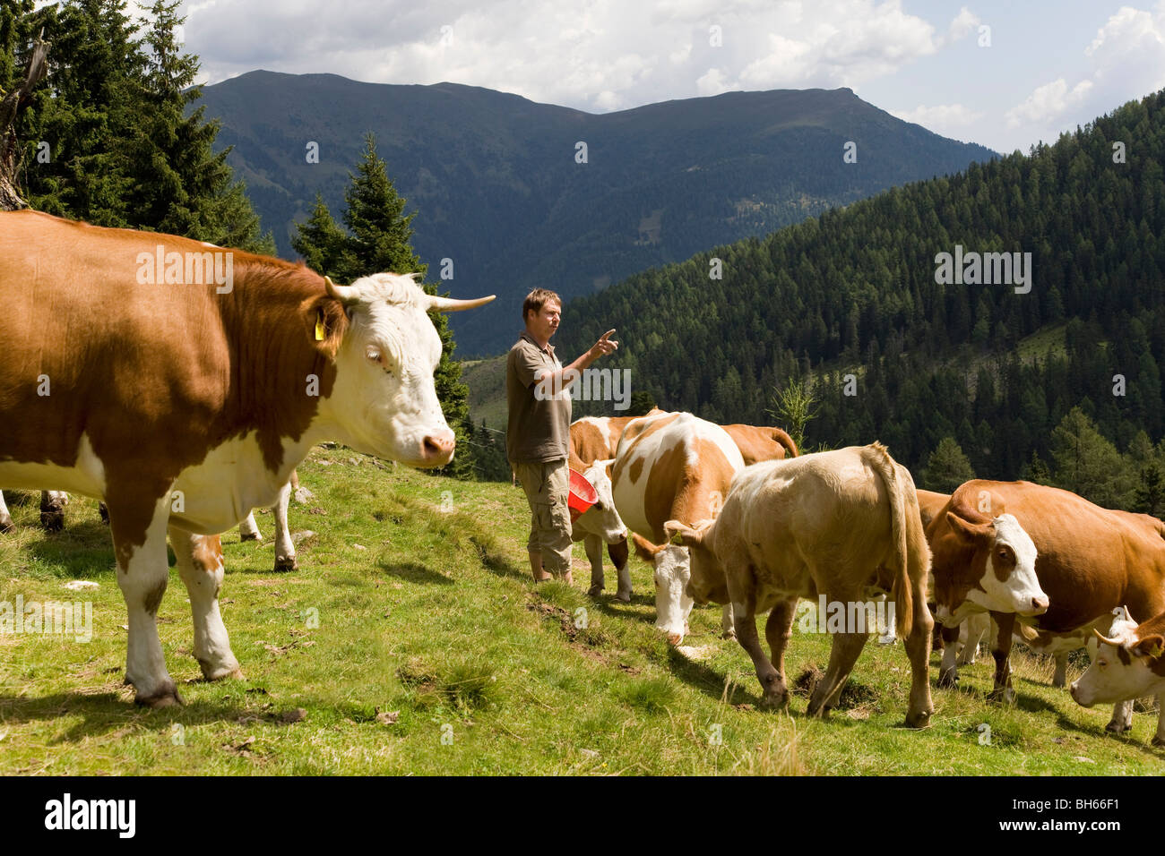 farmer counting cows on mountain pasture Stock Photo