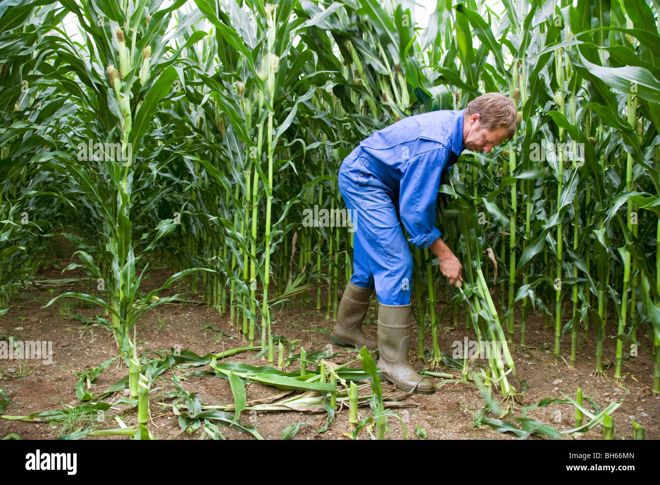 farmer cutting corn stalks Stock Photo Alamy