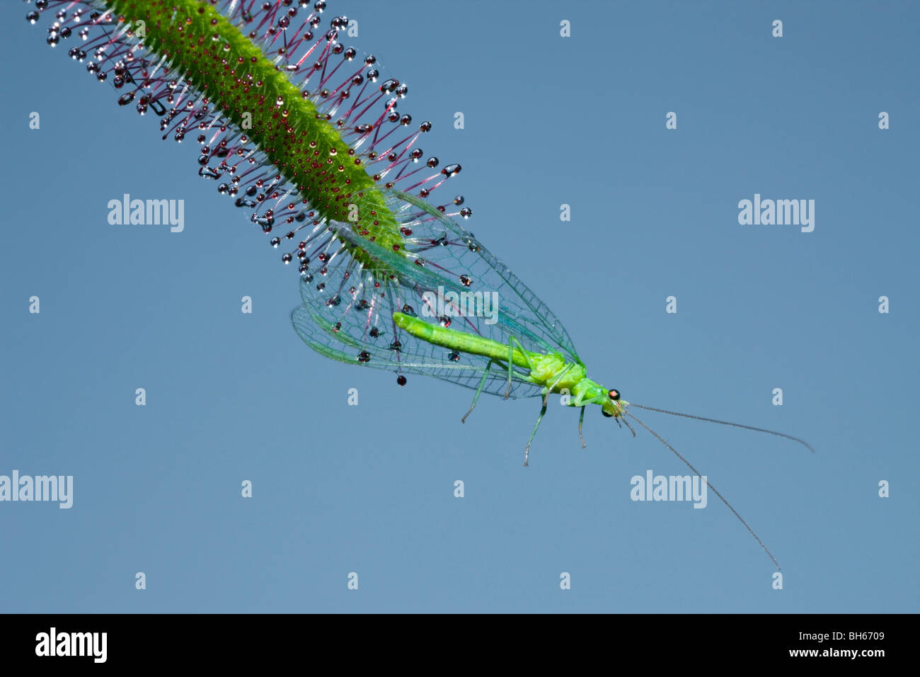 Sundew, Carinvorous Plant trapping Green Lacewing, Drosera scorpioides, Chrysoperla carnea, Munich, Bavaria, Germany Stock Photo