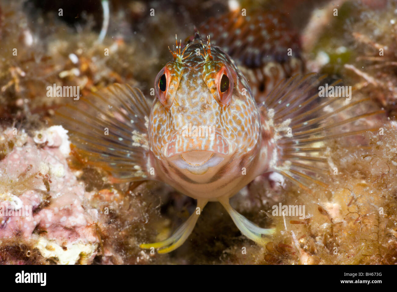 Variable Blenny, Parablennius pilicornis, Tamariu, Costa Brava, Mediterranean Sea, Spain Stock Photo