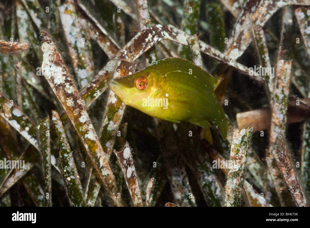 Long-snouted Wrasse in Seaweed, Symphodus rostratus, Tamariu, Costa Brava, Mediterranean Sea, Spain Stock Photo