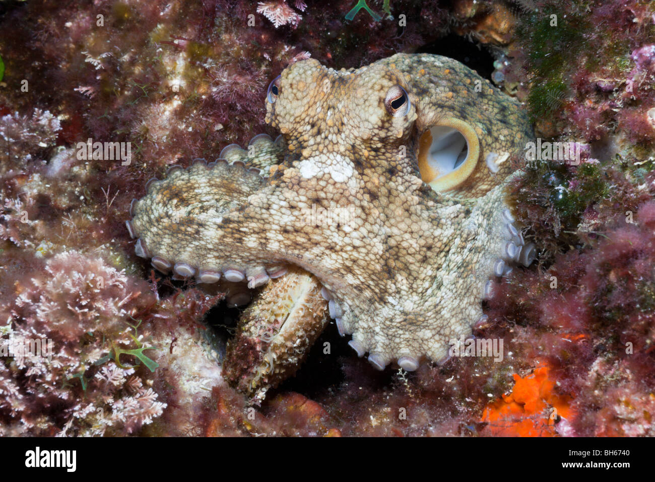 Common Octopus eating shell, Octopus vulgaris, Tamariu, Costa Brava