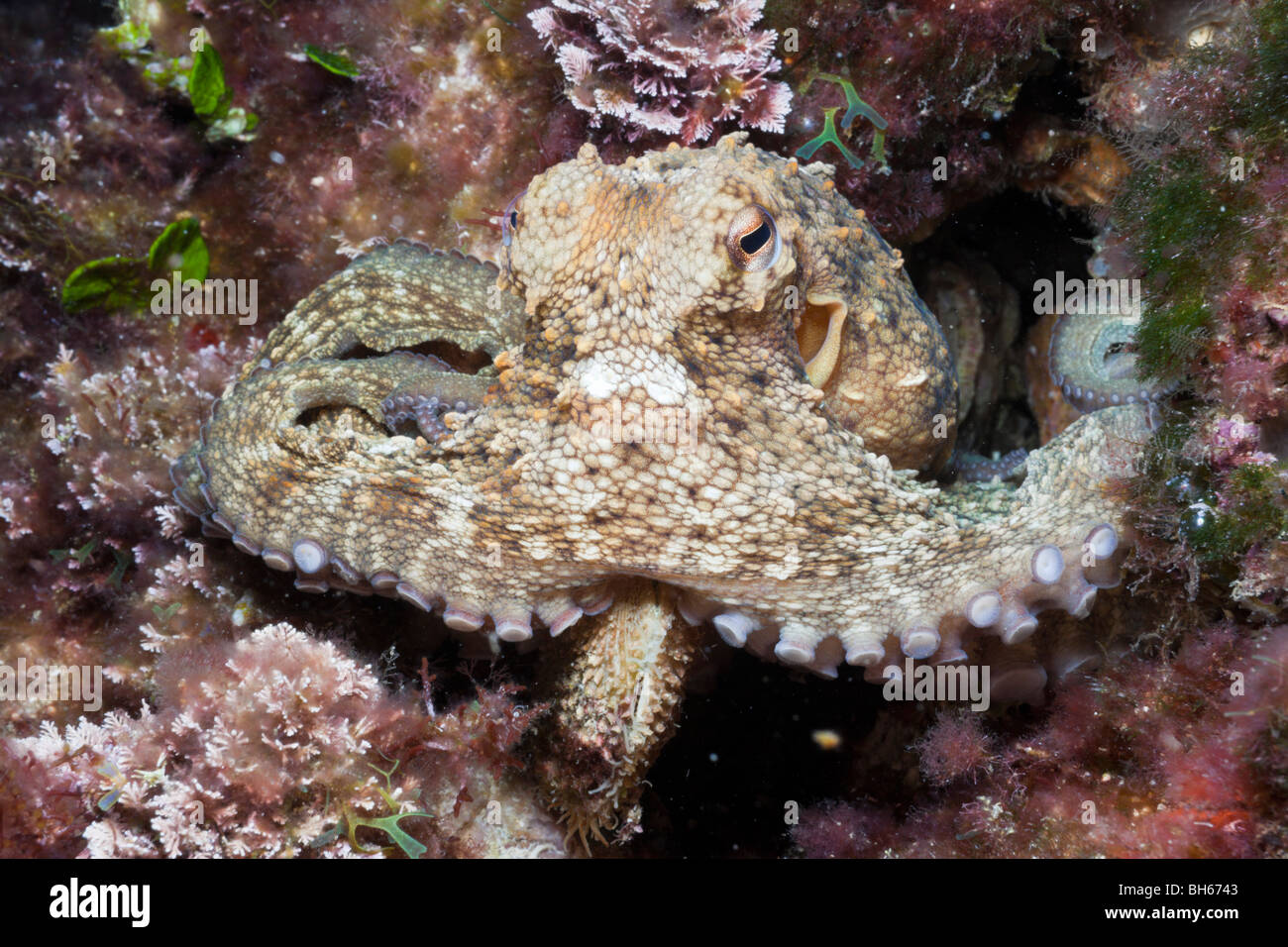 Common Octopus eating shell, Octopus vulgaris, Tamariu, Costa Brava
